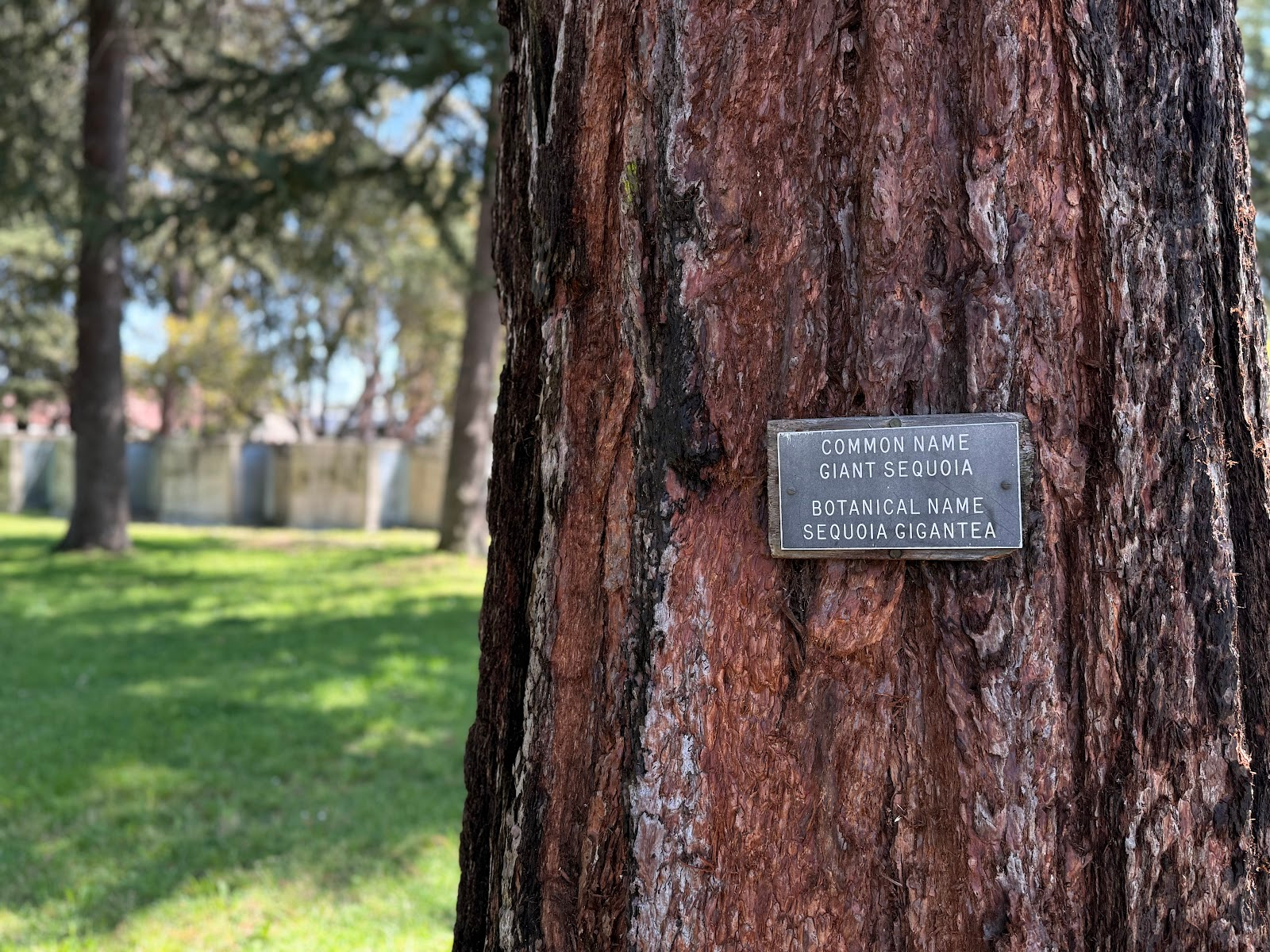 A giant sequoia tree included on a walking tour of Mare Island. 