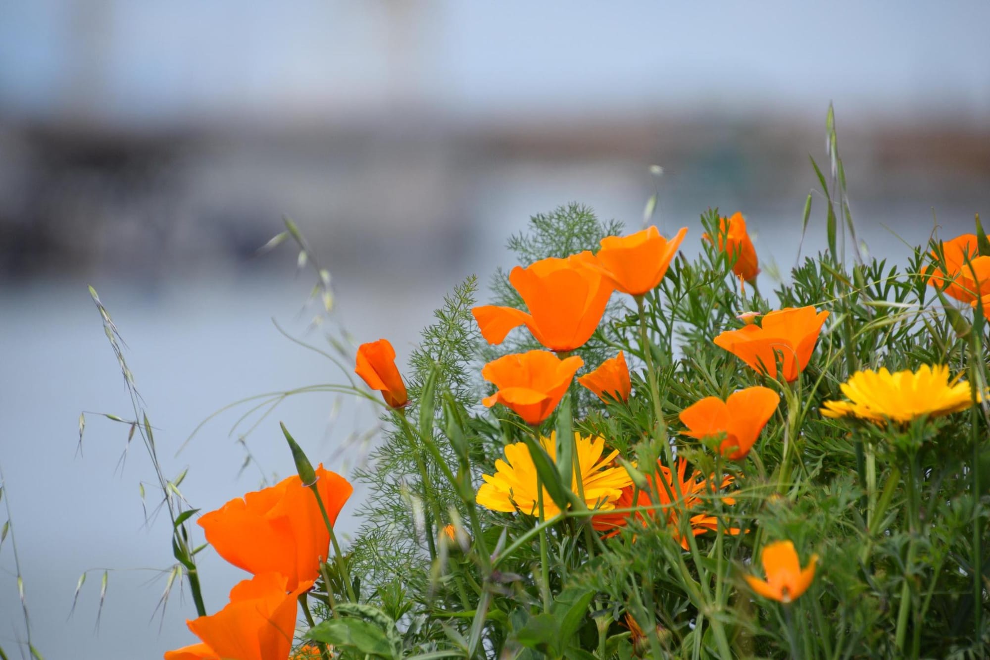 Upcoming Vallejo Events — New spring festivals open this week