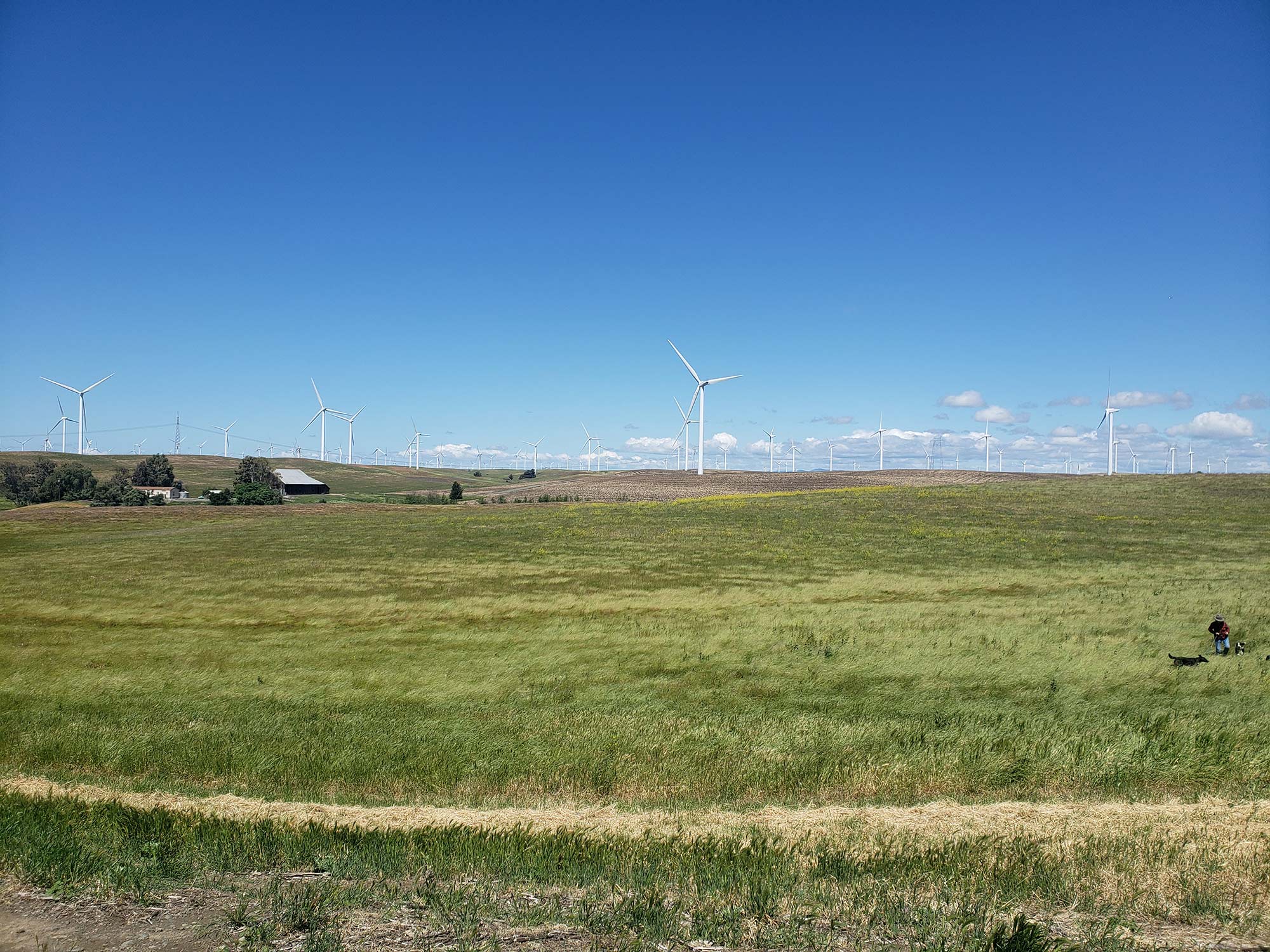 California Forever withdraws initiative after report projects taxpayer burden, environmental concerns