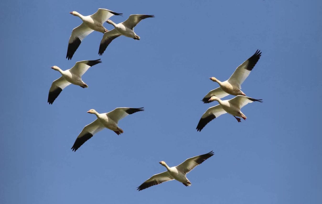 Upcoming Vallejo Events —  Winged Migration Festival soars onto Mare Island