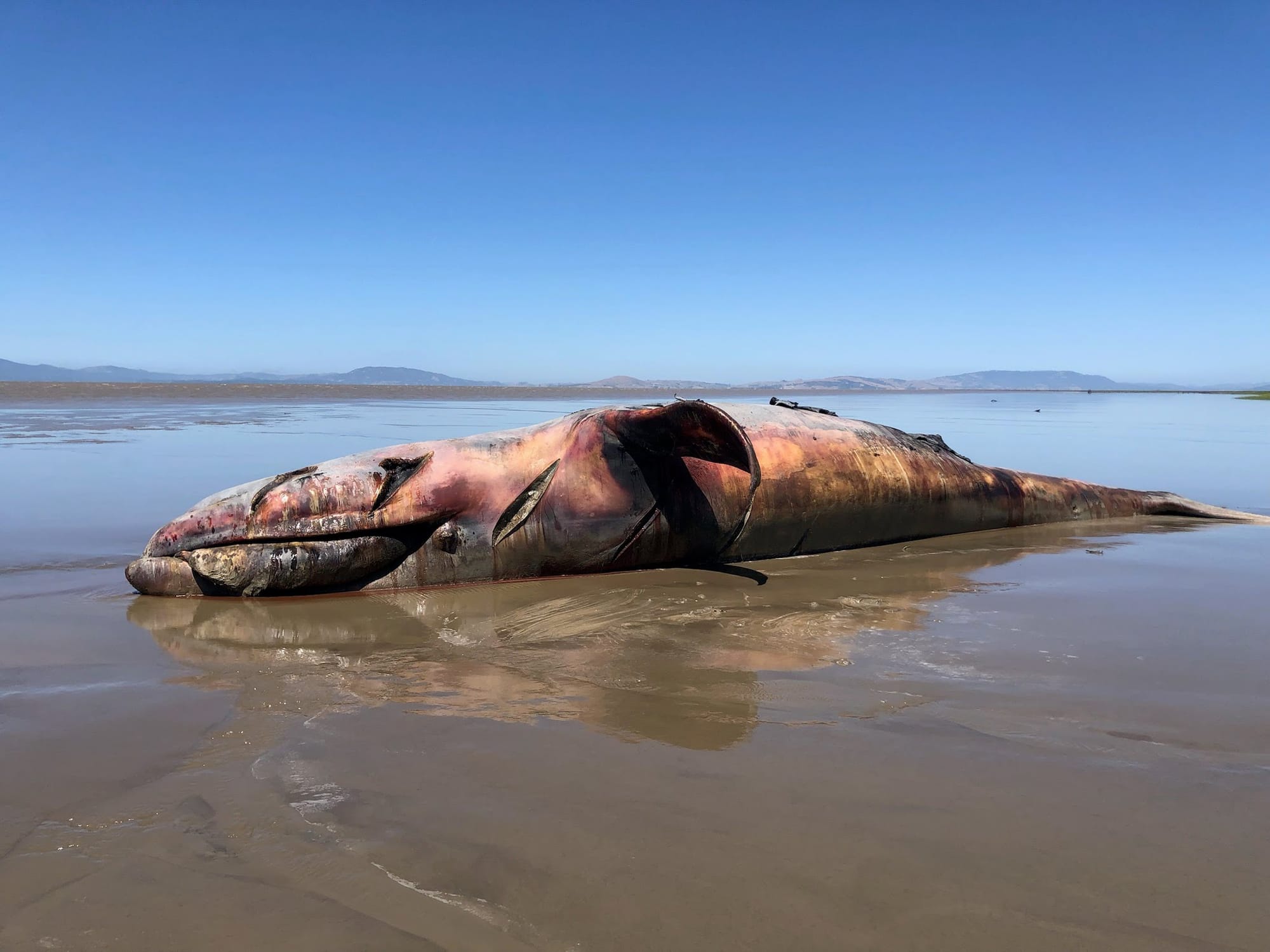 Dead gray whale washes ashore on Vallejo’s Mare Island