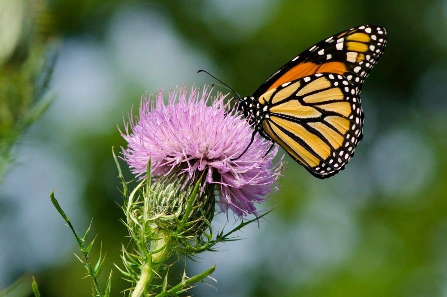Upcoming Vallejo Events — Bay Area Butterfly Festival comes to the Vallejo Waterfront