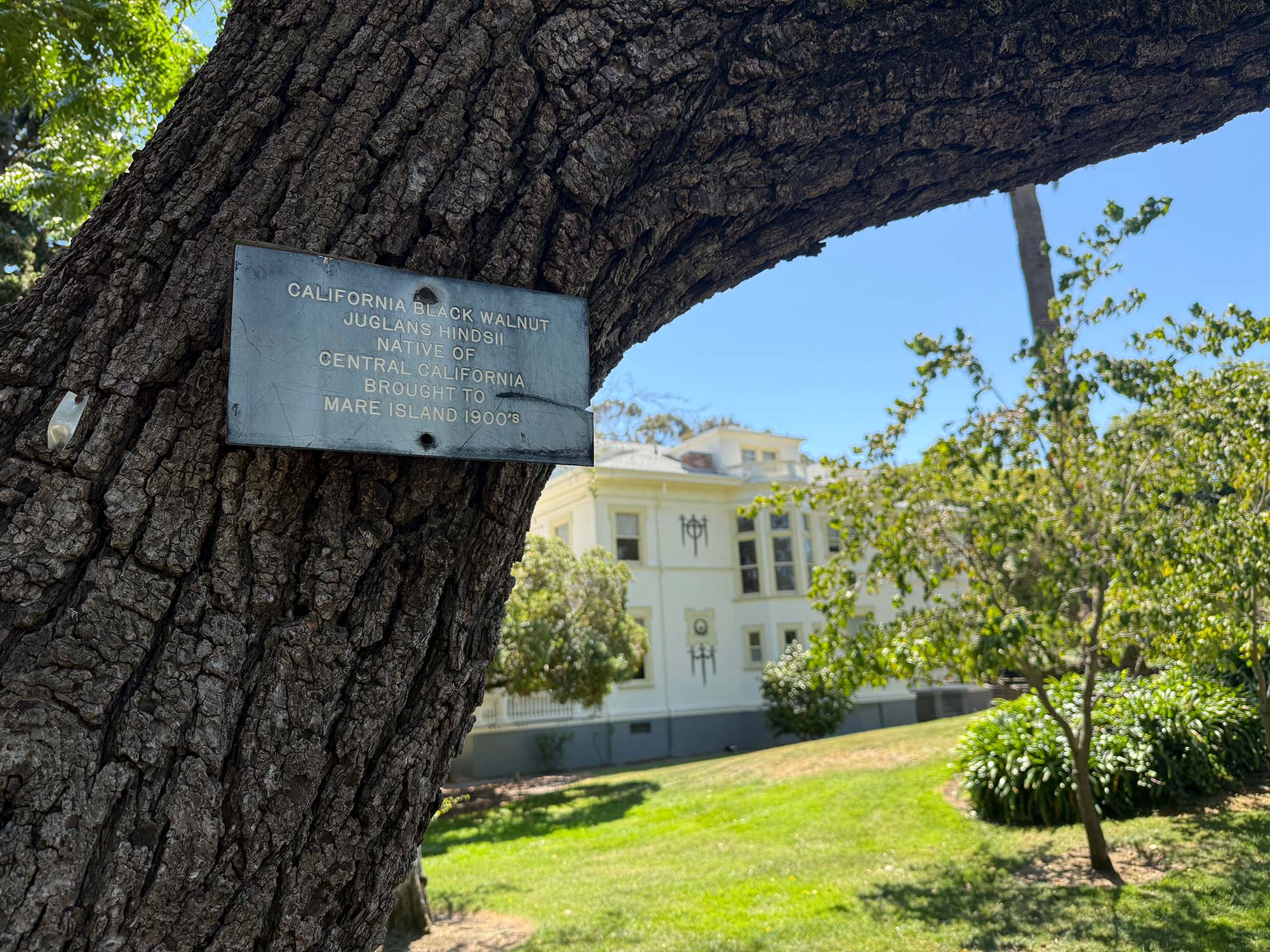 Touring Vallejo’s history by way of its trees on Mare Island